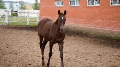 Мәжіліс депутаты мектеп бағдарламасына жылқыға қатысты арнайы модульді енгізуді ұсынды