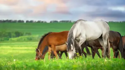 Жамбыл облысында түйе, жылқы, сиыр ұрлаған қылмыстық топ басшысы 7 жылға сотталды