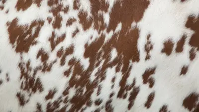 Қой-ешкі мен ірі қара терісін өңдейтіндер мемлекеттен субсидия ала алады