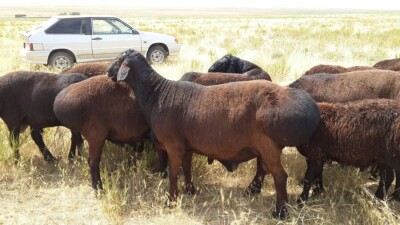 Камриден қымбат қошқар. Гиссар тұқымы Қазақстанның қой шаруашылығын дамыта ма?