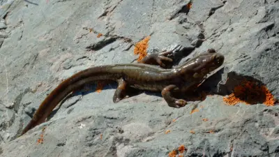 Қазақстанда Қызыл кітапқа енген жануарлар саны қысқарды