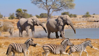 Намибия билігі 83 піл мен 300 зебраны атып, етін тұрғындарға таратпақ