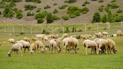 Құрбан айтта мал союды ғана мақсат етпей, қоғам тазалығын ойлау да маңызды