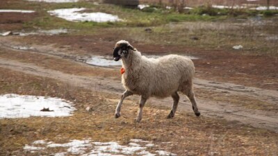 Қытай қазақтары қойдың иммунитетін қалай көтереді?