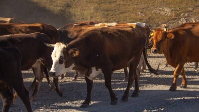 Қызылорда облысында мал арасында белгісіз індет тарады