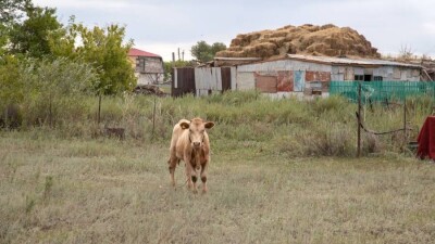 Ақмола облысында белгісіз аурудан мал қырылып жатыр