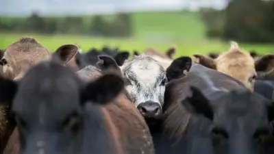 Қазақстанда ірі қара көп болғанымен, әлемдік ет нарығында ірі ойыншы емес – Dala.Camp