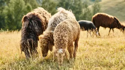 Қазақстанда қой шаруашылығын дамытуға арналған жеке ғылыми-зерттеу институты құрылады