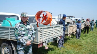 Марокко шегірткесімен күрес: Түркістан облысы химиялық өңдеу жұмыстарын күшейтті
