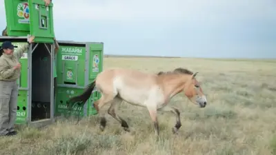 Қазақстанға Чехия мен Венгриядан 8 керқұлан жеткізілді 