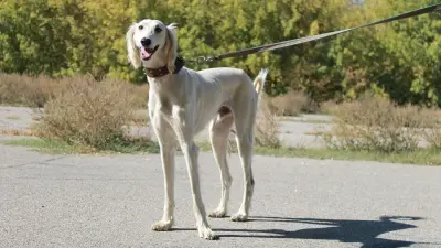Үкімет неге тазы мен төбет экспортына тыйым салуға қарсы