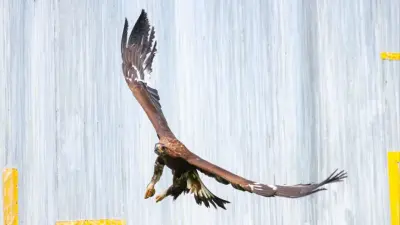 "Бүркіттерді сақтайық" жобасының аясында жыртқыш құстар табиғат аясына ұшырылды