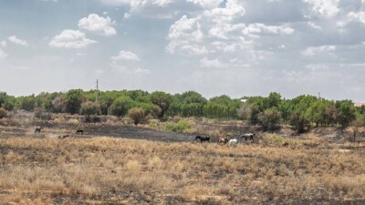 Түркістандық кәсіпкер мал жайылымының ортасынан карьер қазған