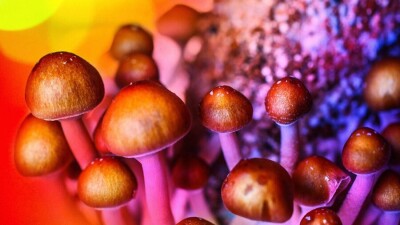Галлюциногенді саңырауқұлақтар адам бойында "өне" бастағаны рас па?
