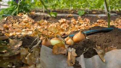 "Ауыл" партиясы ауыл шаруашылығы тауарын өндірушілерді салықтың барлық түрінен босатуды сұрады