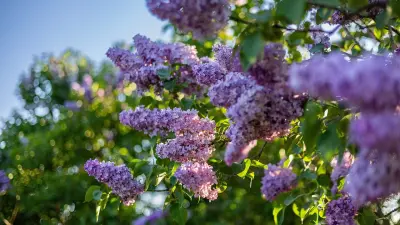 Алматыда мамыргүлдерді қай жерлерде тамашалауға болады