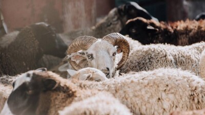 Құрбан айт – 2024: Қасапшылардың дайындығы қандай