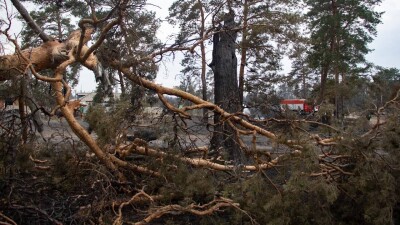 Абай облысында орманға баруға шектеу енгізіледі