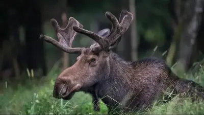 Ақтөбе облысында бұлан атқан браконьер 3 жылға бас бостандығынан айырылуы мүмкін 