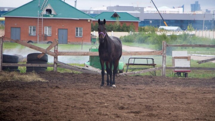 Мәжіліс депутаты Аманжол Әлтай атбегілерді колледжде дайындауды ұсынды