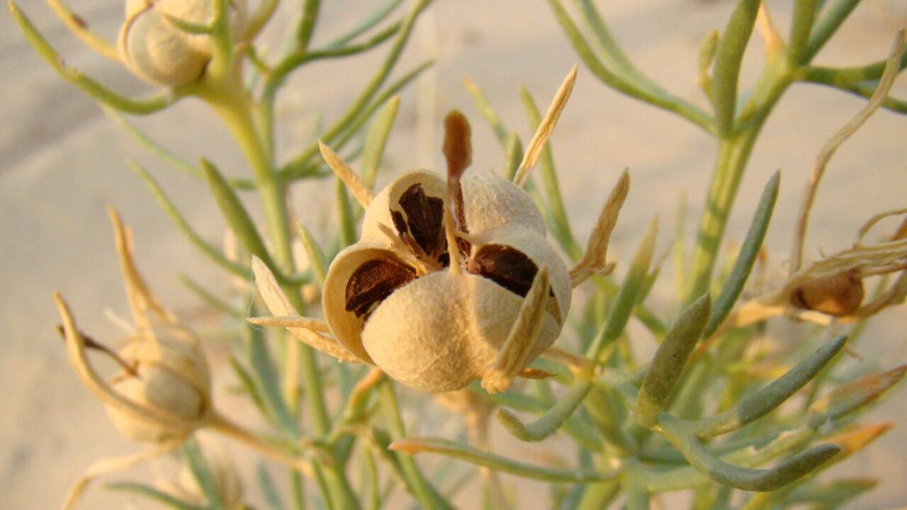 "1 млн рубль айыппұл": ІІМ ресми өкілі Ресейге адыраспан апаруға болмайтынын еске салды