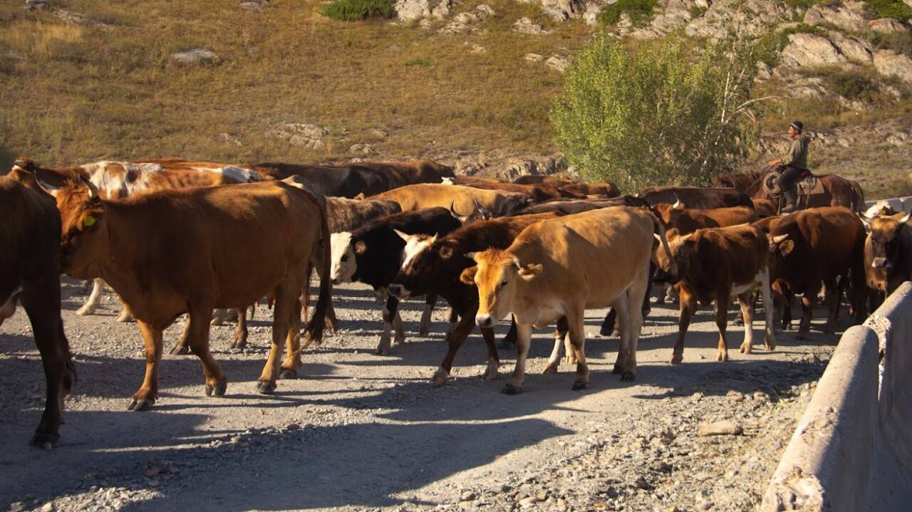 Қазақстан ұрғашы сиыр мен қой-ешкінің экспортына 6 айға тыйым салмақ