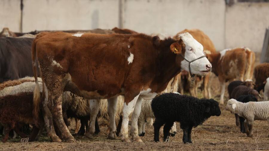 Ақтөбе облысында екі елді мекен карантинге жабылды