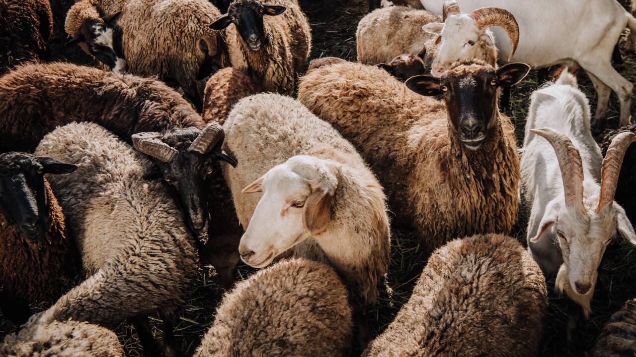 "Мал құнын қолдан көтермейік". Бас мүфти Құрбан айт қарсаңында үндеу жасады