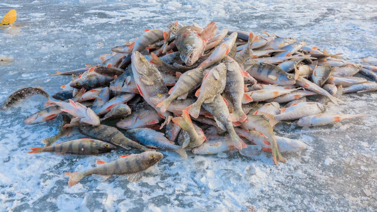 Қазақстанда балық аулауға бір жылға шектеу енгізіледі