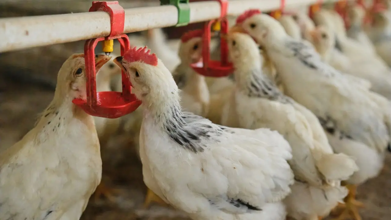 Иран ғалымдары құс қауырcынынан ақуызды жем әзірлейтін әдісті тапты