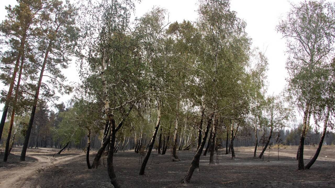 Петропавл қаласын кеңейту үшін 70 гектар орман алқабы оталады