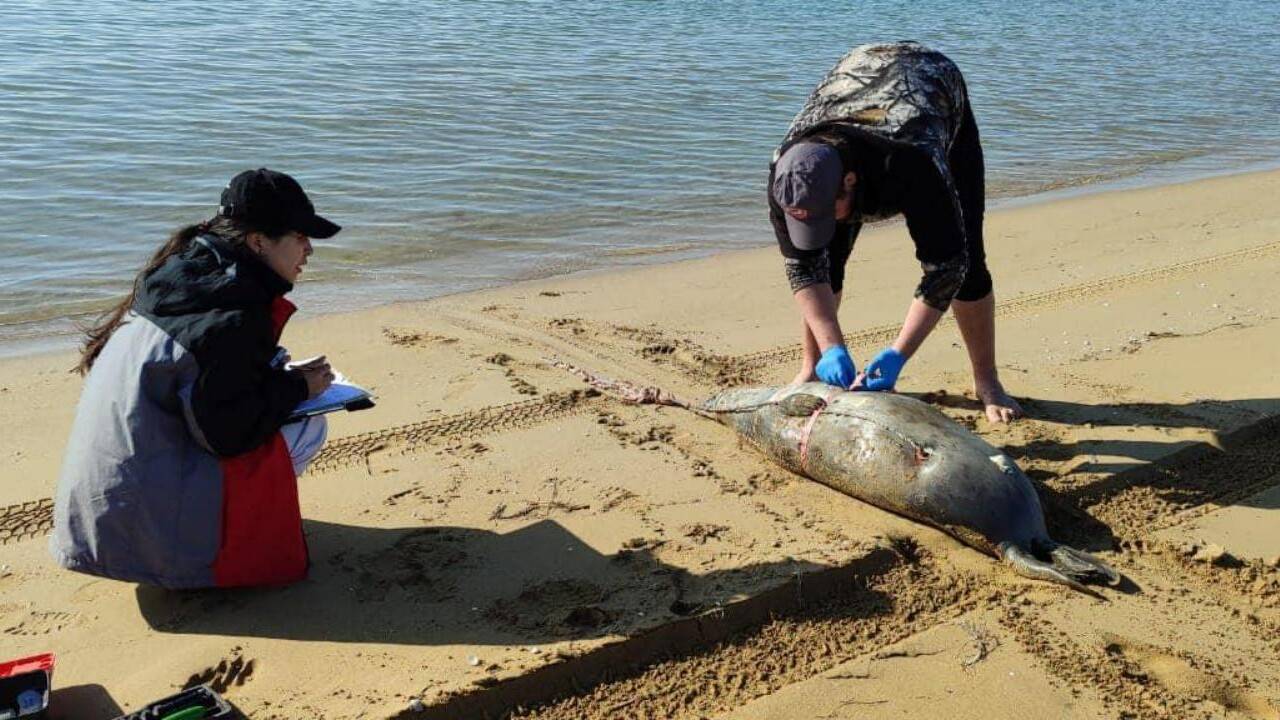 Каспий жағалауындағы итбалық өлексесінің саны 80-ге жуықтады