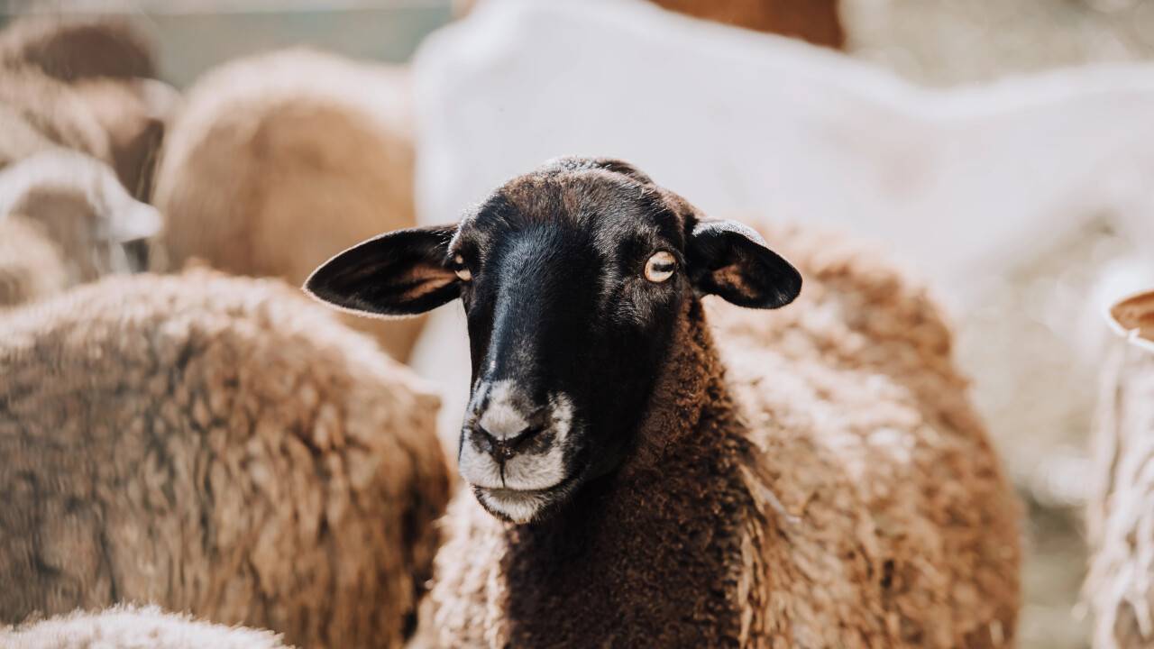 Онлайн құрбан шалуға арналған сайт іске қосылды. Қой мен сиырдың бағасы қанша