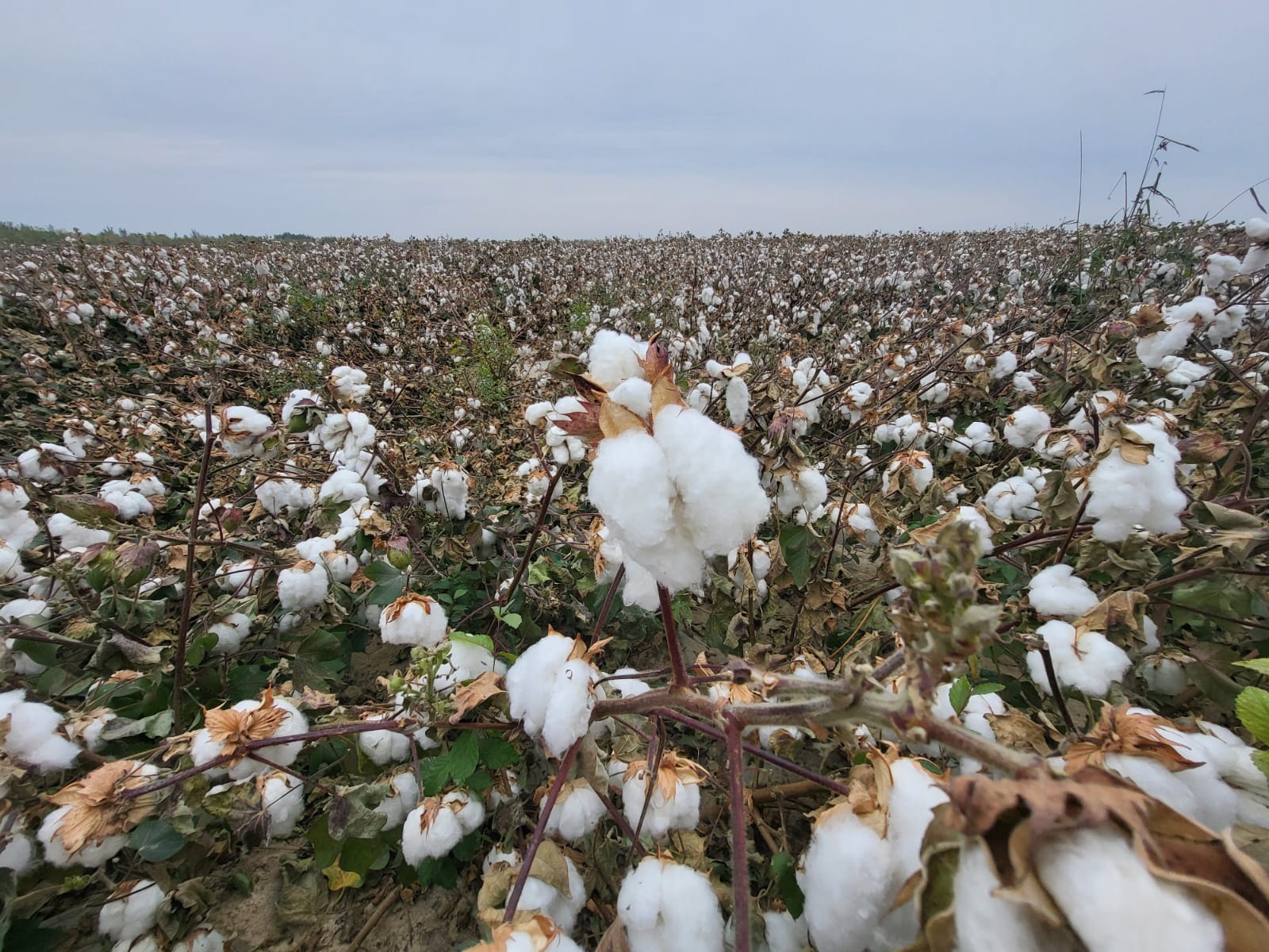 Киира корпи порно фото