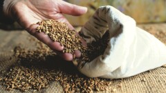Обезопасить урожай и повысить его продуктивность: центр здоровых семян создадут в Казахстане