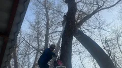 Спасателям пришлось снимать с дерева павлодарца, залезшего за котом