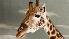 Жираф из Казахстана умер в зоопарке Ферганы из-за аномальных морозов