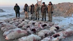 Более 30 сайгаков застрелили браконьеры в Кызылординской области