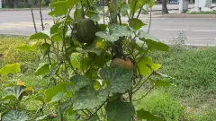 Кто вырастил тыкву на оживлённом перекрёстке в Алматы, рассказали в акимате
