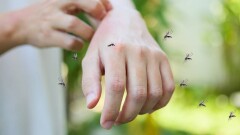 Самая серьёзная вспышка в истории страны: почти 1000 человек умерли от лихорадки Денге в Бангладеш