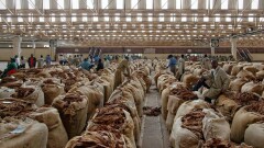 8 млн смертей ежегодно. Выращивать продукты питания вместо табака призвала ВОЗ