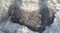 Инспекторы Кызылординской области выясняют причину массовой гибели мальков в Сагынбайском канале