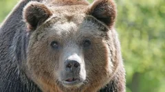 Вооружённые силы Японии подняли для борьбы с медведями