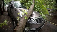 В Алматы упавшие деревья повредили дом и автомобиль
