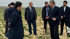 80% оливковых деревьев, посаженных в Мангистау два года назад, принялись. Когда ждать первый урожай?
