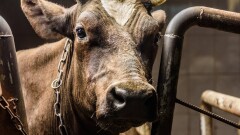 "Не было профилактики опасных болезней". Сельских ветеринаров оштрафовали в Костанайской области