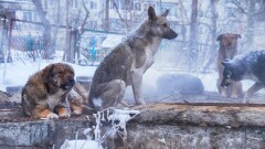 Мужчину, забивающего бродячих собак на продажу, задержали в Акмолинской области