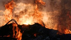 Полиция Алматы разыскивает человека, устроившего поджог деревьев в центре города