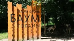 Неизвестные спилили деревья в алматинской роще Баума