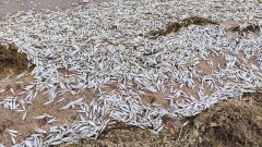 Ещё три тонны рыбы погибло на Капшагайском водохранилище